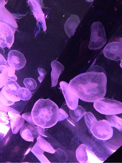 お出かけ | 水族館 | 高品質で安いネイルサロンABCネイル 銀座店