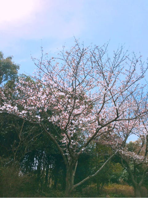 お出かけ | お花見 | 高品質で安いネイルサロンABCネイル 銀座店