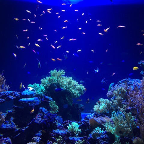 おでかけ | サンシャイン水族館 | 高品質で安いネイルサロンABCネイル 池袋店