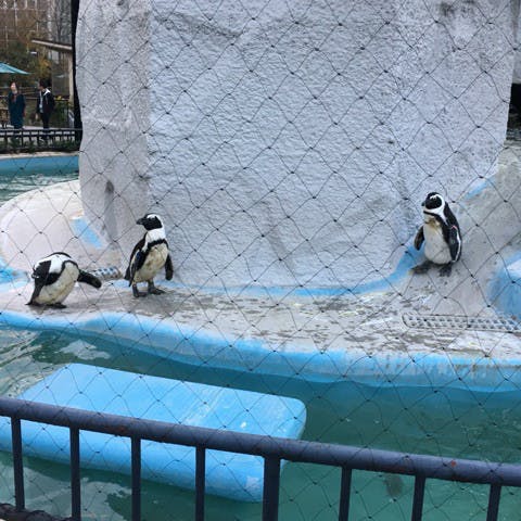 おでかけ | 上野動物園 | 高品質で安いネイルサロンABCネイル 大宮店