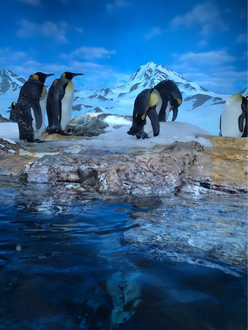 おでかけ | 水族館| 高品質で安いネイルサロンABCネイル 銀座店