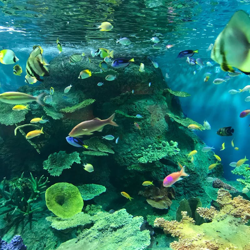 おでかけ | 水族館 | 高品質で安いネイルサロンABCネイル 新宿店