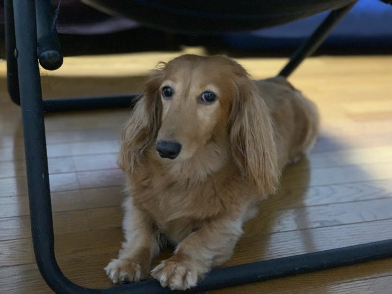 ペット | 犬 | 高品質で安いネイルサロンABCネイル 銀座店