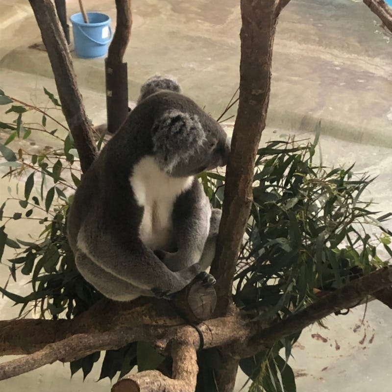 おでかけ | 動物園 | 高品質で安いネイルサロンABCネイル　新宿店