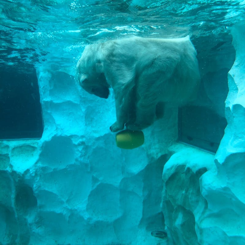 おでかけ | 上野動物園 | 高品質で安いネイルサロンABCネイル　新宿店