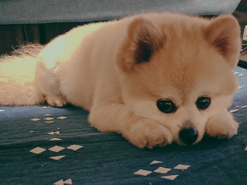 ペット | 愛犬 | 高品質で安いネイルサロンABCネイル 吉祥寺店