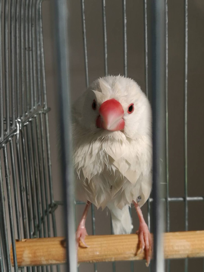 動物| 文鳥 | 高品質で安いネイルサロンABCネイル 池袋店