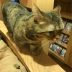 動物 | 猫 | 高品質で安いネイルサロンABCネイル 池袋店